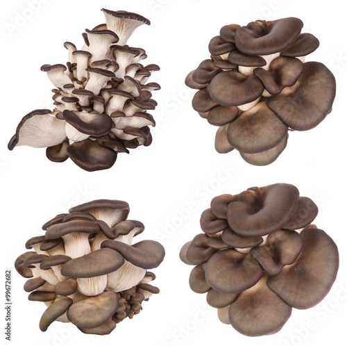 Set fresh oyster mushrooms on a white background