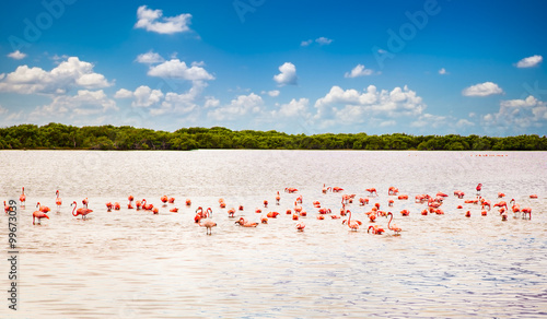 Flamingos at a lagoon Rio Lagartos, Yucatan, Mexico