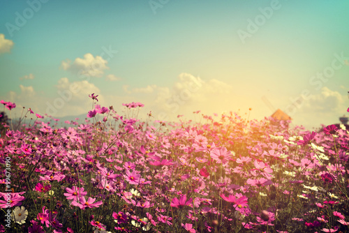 Landscape of cosmos flower field with sunlight. vintage color tone