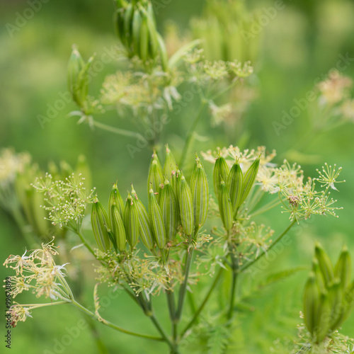 Flower  Myrrhis odorata