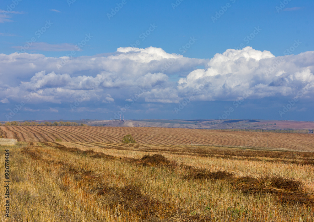 Golden autumnal field of wheat and sky with clouds in background