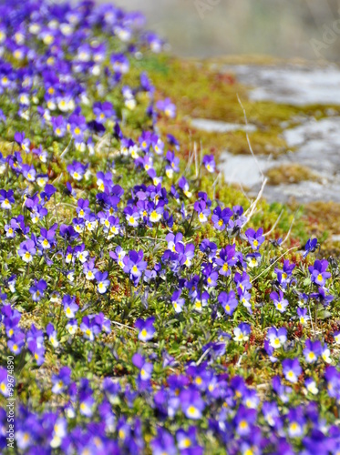 Wild pansy flowers Viola tricolor growing on rock