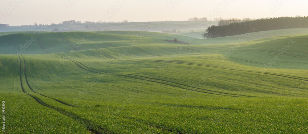 Obraz premium wiosenne fale z młodego zboża 