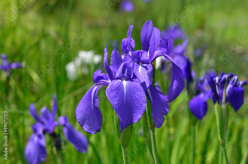 カキツバタ　春　京都, Japanese iris, kakitsubata flowers.