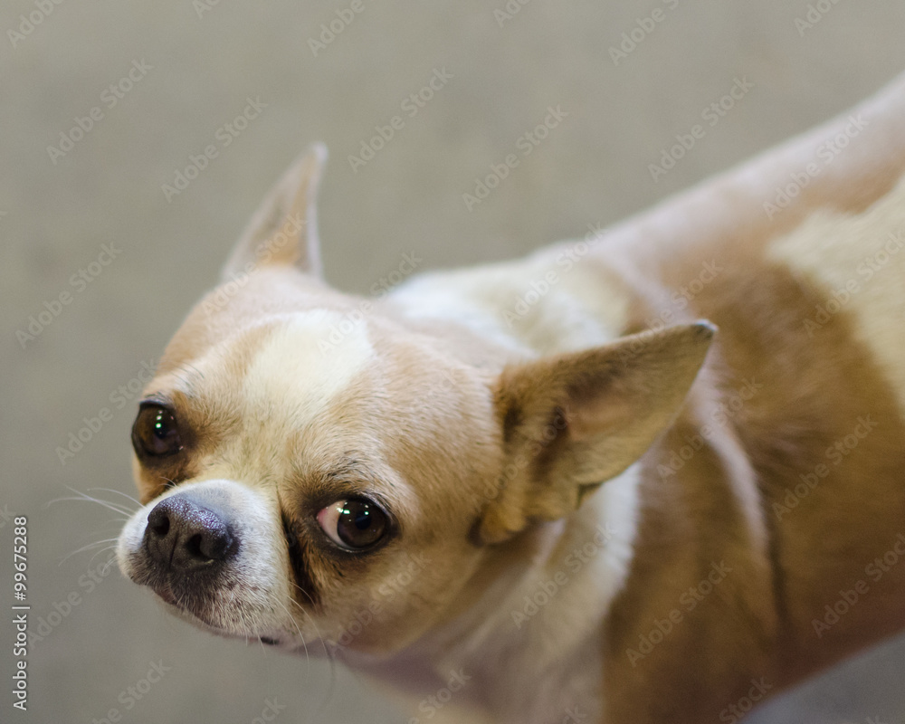 Chubby Chihuahua
