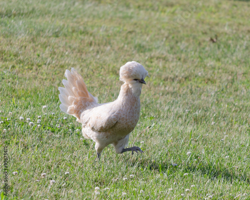 Polish Chicken