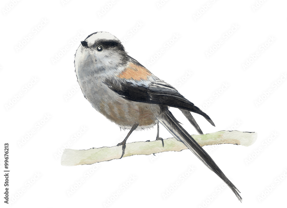 エナガです 墨描きし日本画顔料にて色付けしました Stock イラスト Adobe Stock