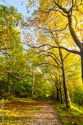 trekking path in the forest