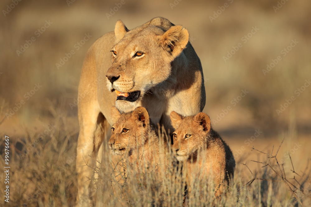 Naklejka premium Lwica z młodymi lwami (Panthera leo) w świetle wczesnego poranka, pustynia Kalahari, RPA.