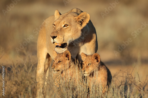 Obraz na plátne Lioness with young lion cubs (Panthera leo) in early morning light, Kalahari desert, South Africa