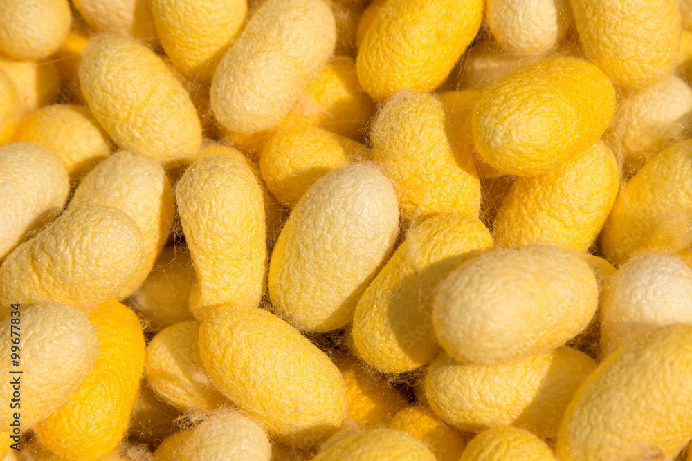 Cocoon silkworm background Cocoon silkworm background