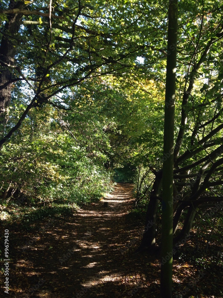 Fototapeta premium Weg durch den Wald