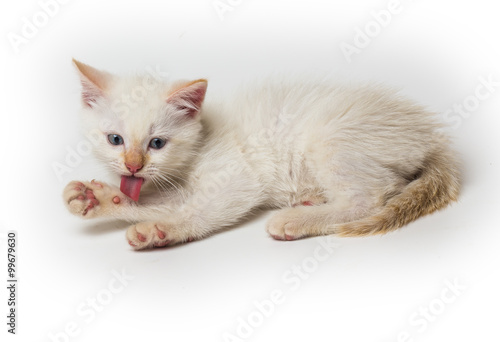 Fototapeta Naklejka Na Ścianę i Meble -  cat sitting in front of white background