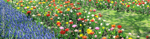 春の花畑 © Daily Photo