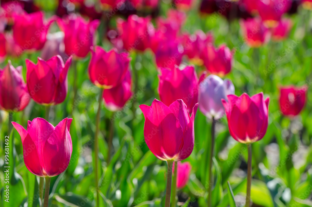 bright tulips on a sunny day