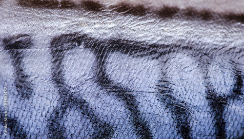 Natural background skins mackerel closeup