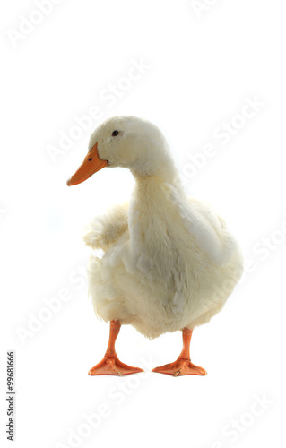 duck