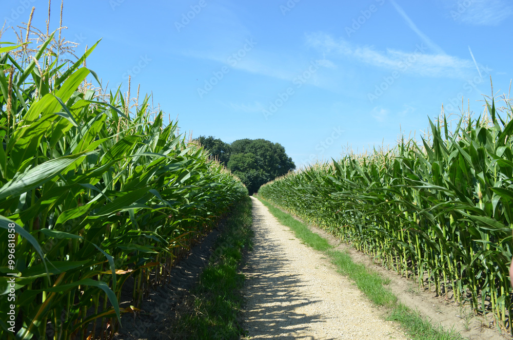 Cart track through corn field in rural Flanders Cart track through corn field in rural Flanders