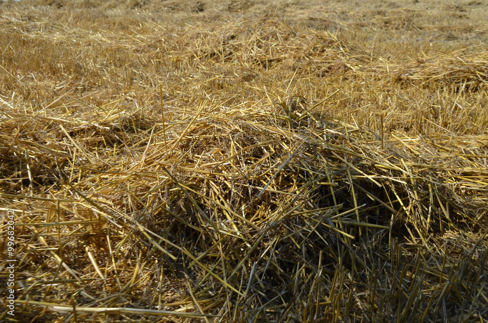 Piles of straw on a field after harvest Piles of straw on a field after harvest