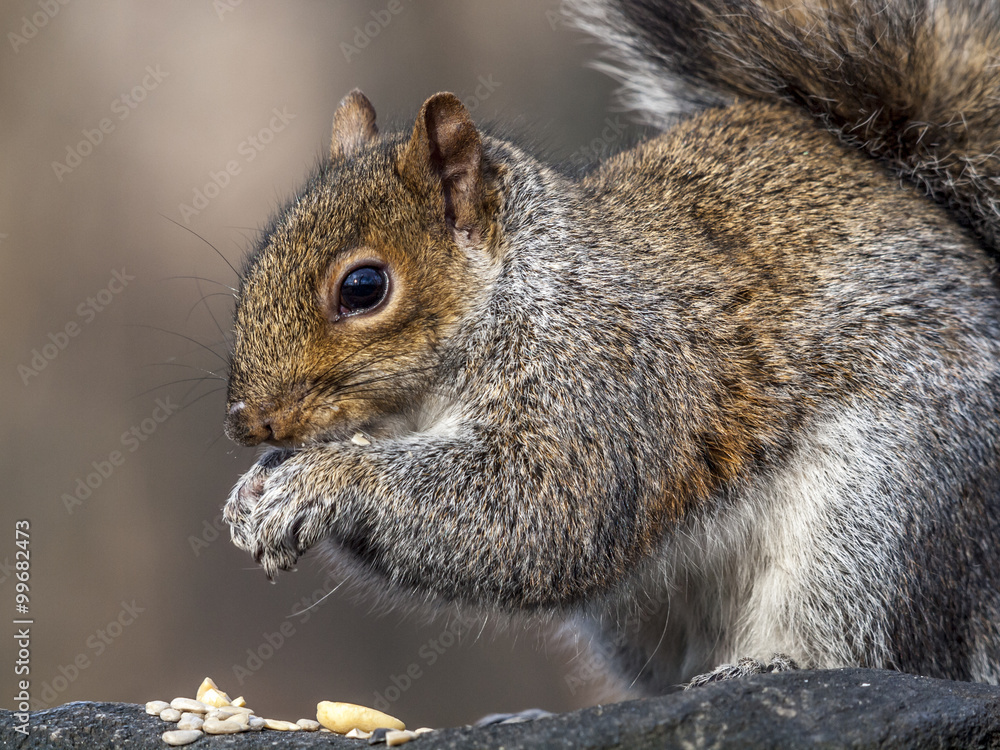 Sciurus carolinensis, common name eastern Sciurus carolinensis, common name eastern