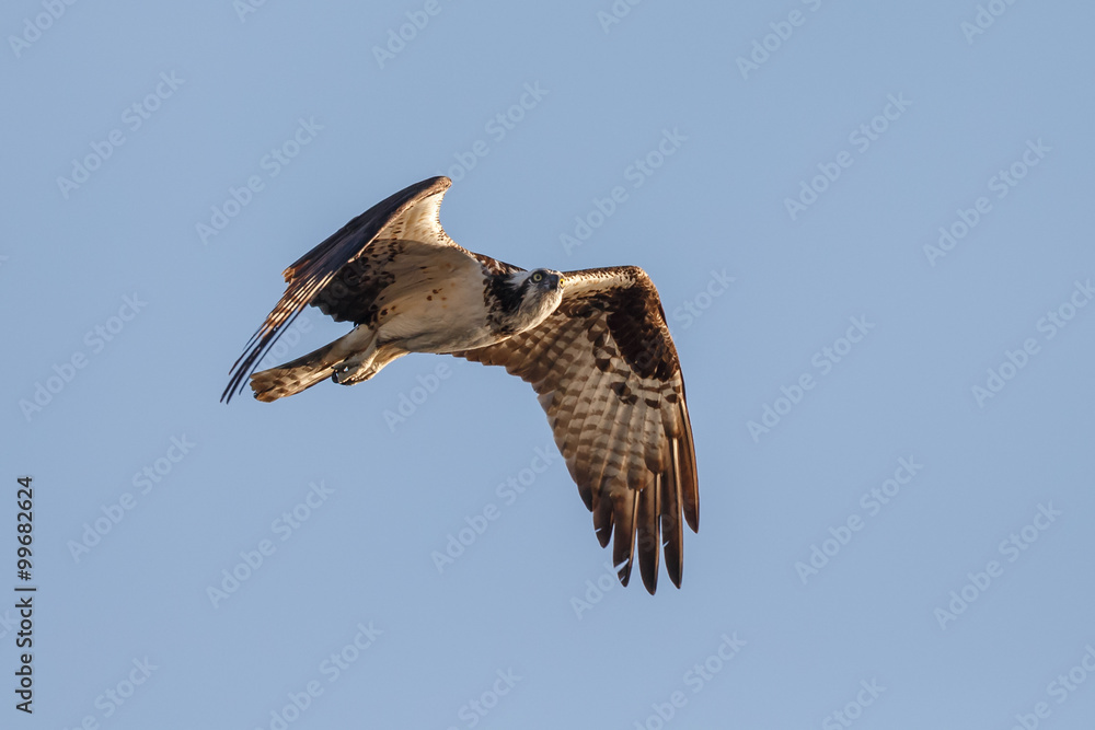 Obraz premium Osprey in flight in morning light