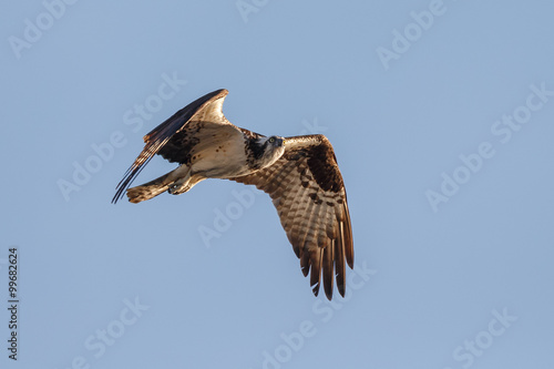 Osprey in flight in morning light