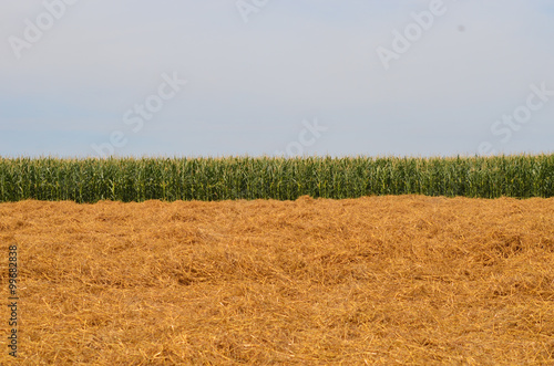Field with yellow straw after harvest