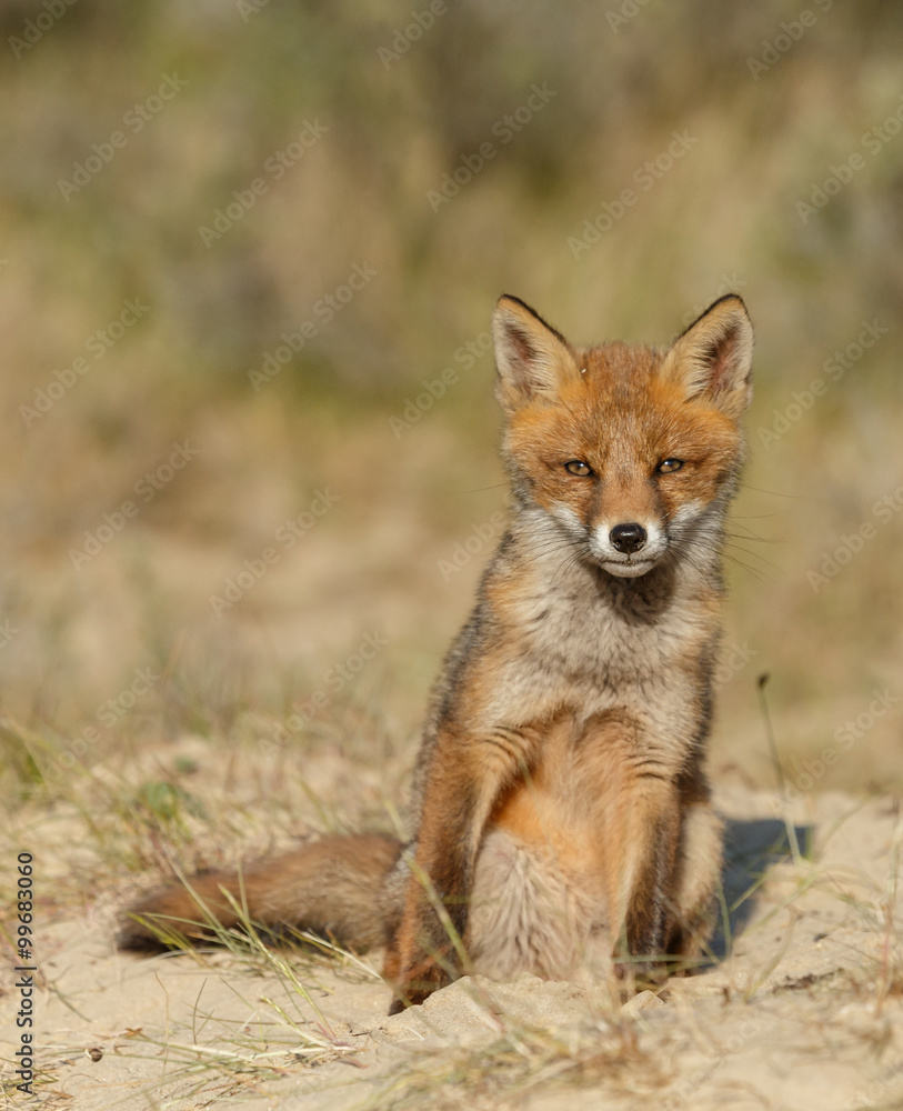 Red foxe cub in nature Red foxe cub in nature