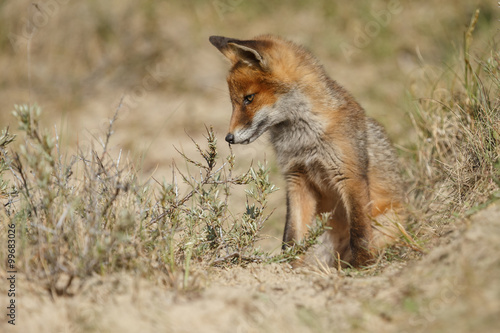 Red foxe cub in nature