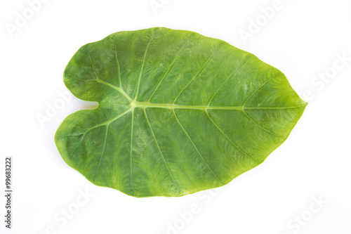 leaves on  white background