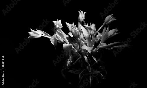 Tulips in black&white