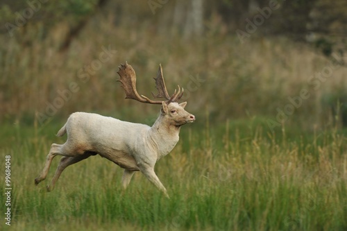 Fallow deer