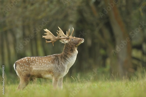 Fallow deer