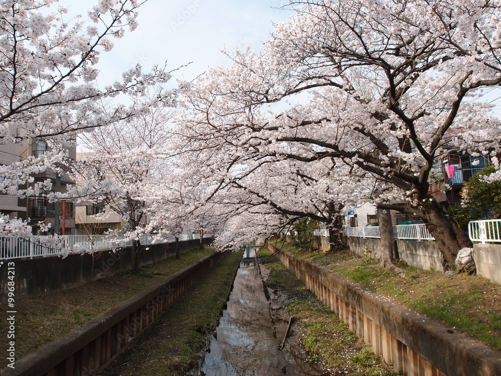 元住吉 渋川 二ヶ領用水 の満開の桜 Stock Photo Adobe Stock 元住吉 渋川 二ヶ領用水 の満開の桜 Stock Photo Adobe Stock