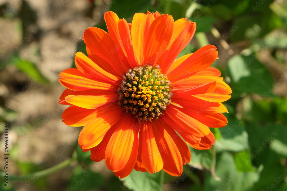 Orange zinnia flower Thai people called ban-chuen Orange zinnia flower Thai people called ban-chuen
