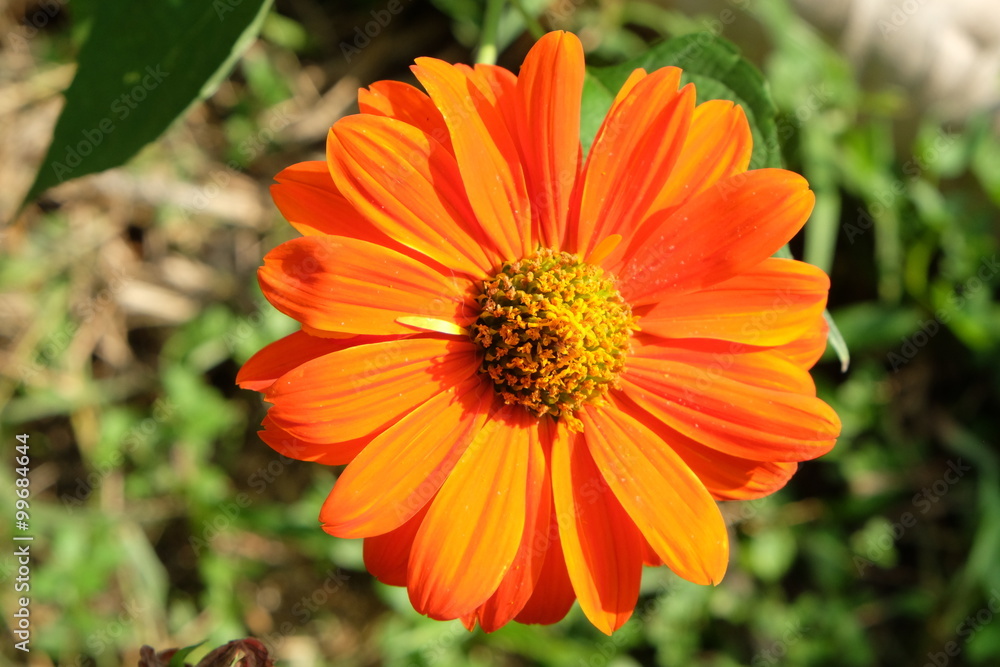 Orange zinnia flower Thai people called ban-chuen Orange zinnia flower Thai people called ban-chuen