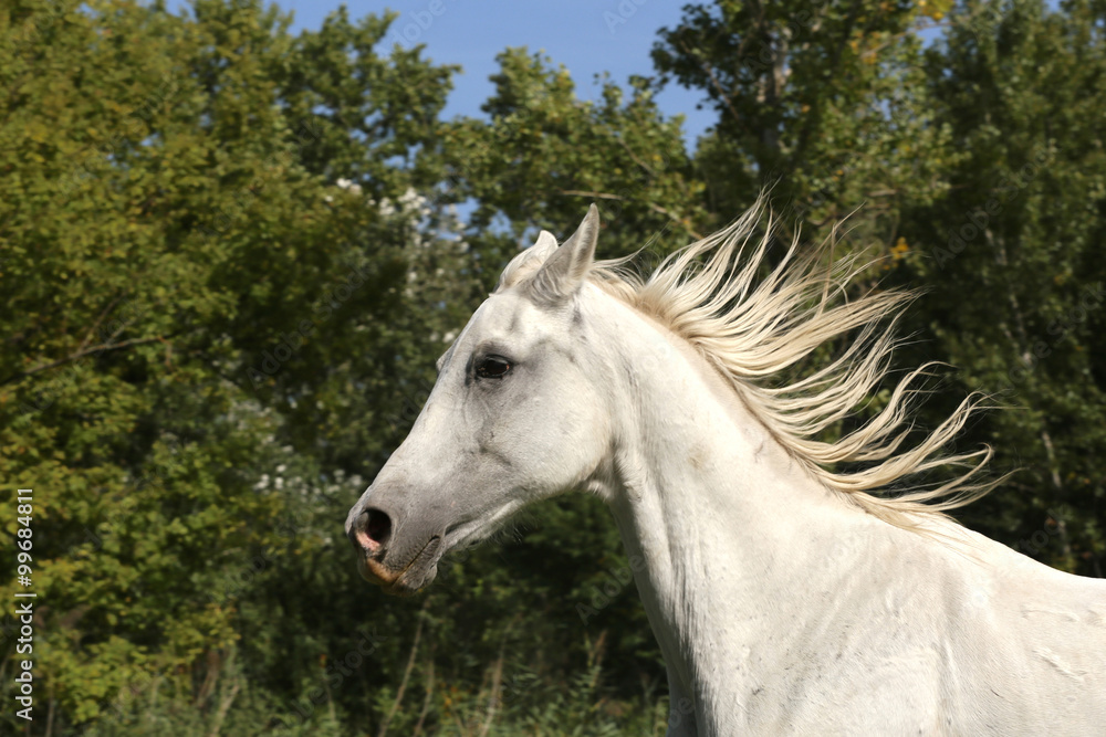 Grey colored arabian horse canter on pasture