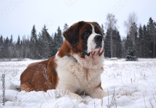 Fototapeta Naklejka Na Ścianę i Meble -  St. Bernard enjoying the winter