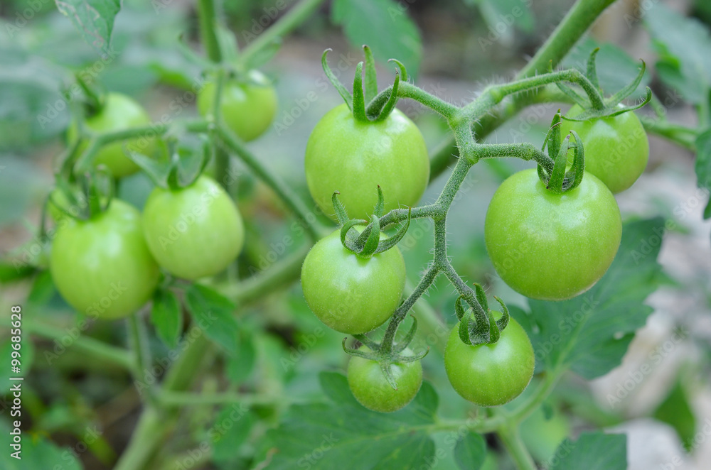 Tomatoes on the green
