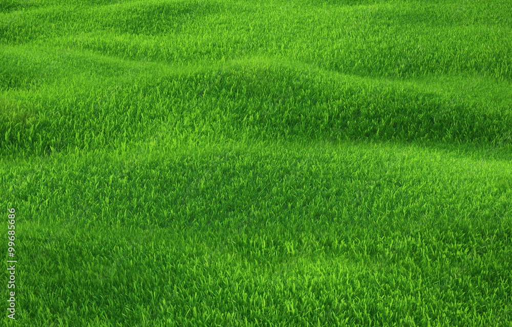 Fototapeta Zielonej trawy dorośnięcie na wzgórzach z białego tła odgórnym widokiem
