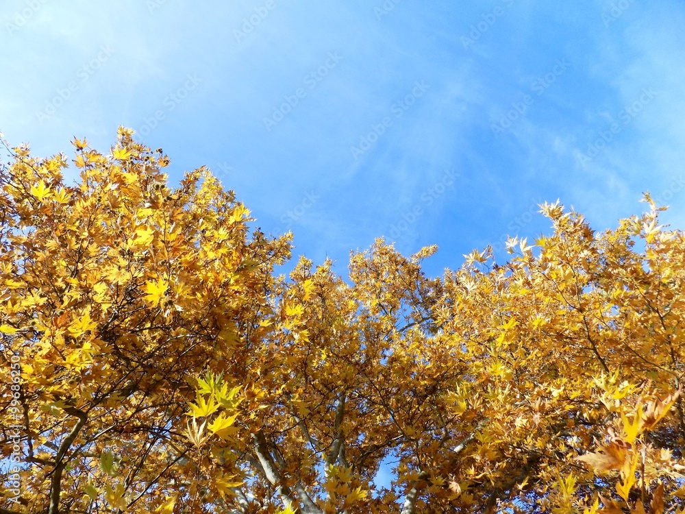 Yellow leaves on trees in autumn
