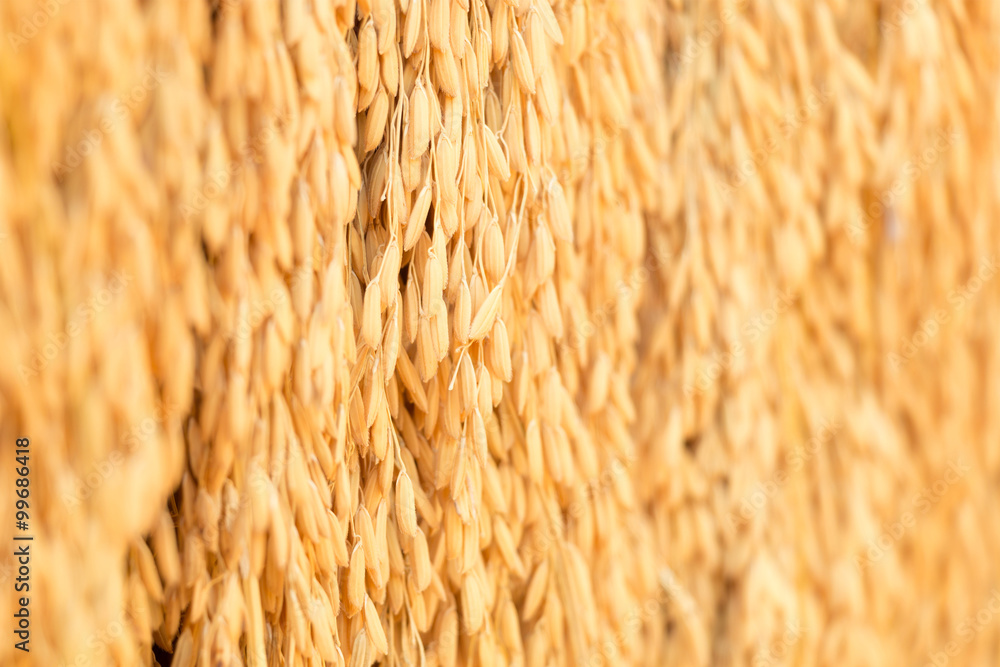 ear of paddy ear of paddy