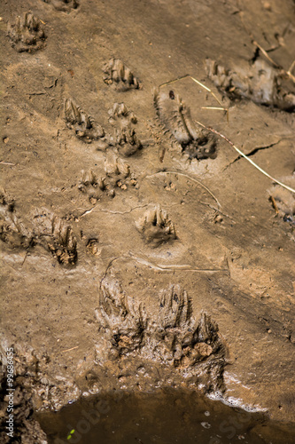 Otter  Lutra lutra  tracks by the River Avon. Footprints of an elusive mammal on a river bank  