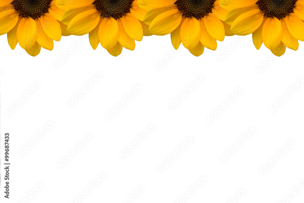 Naklejka premium Sunflower Presentation Template with White Background