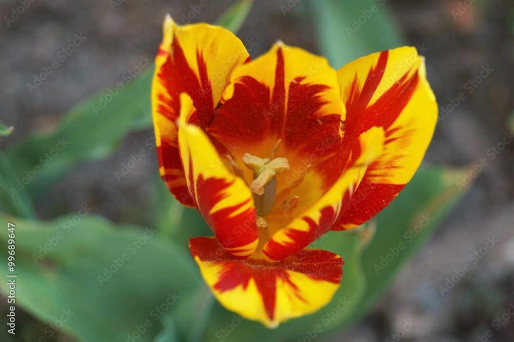 Tulipan Tulipan