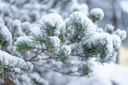 Snow covered branches of evergreen trees