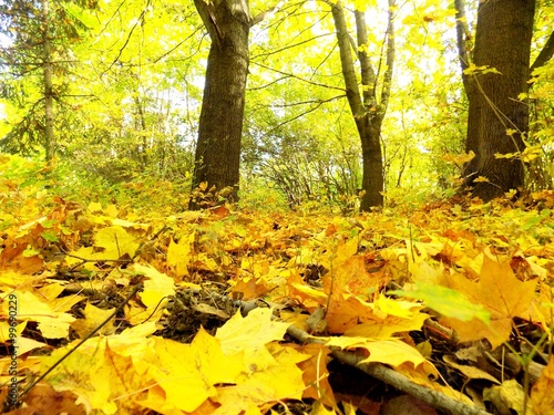 Fallen yellow leaves in autumn in forest
