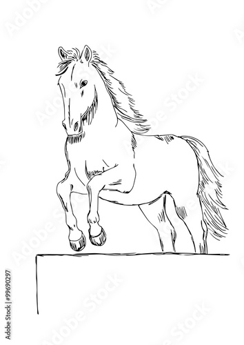 Cavallo saltatore su sfondo bianco