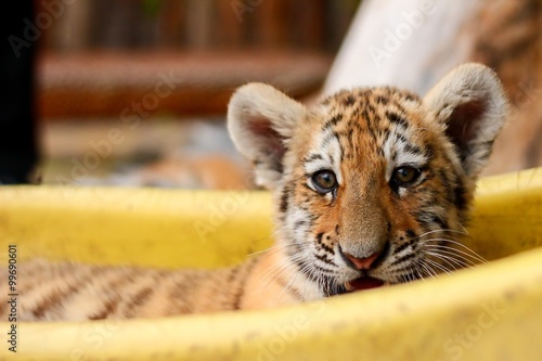 Small tiger