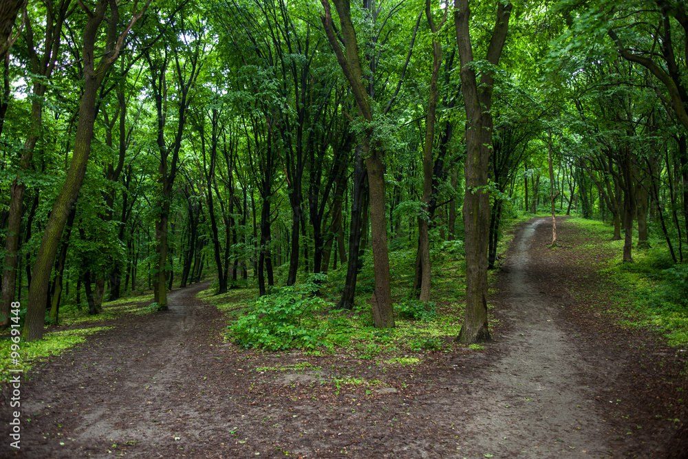 Obraz premium Parting of the ways in a green summer forest